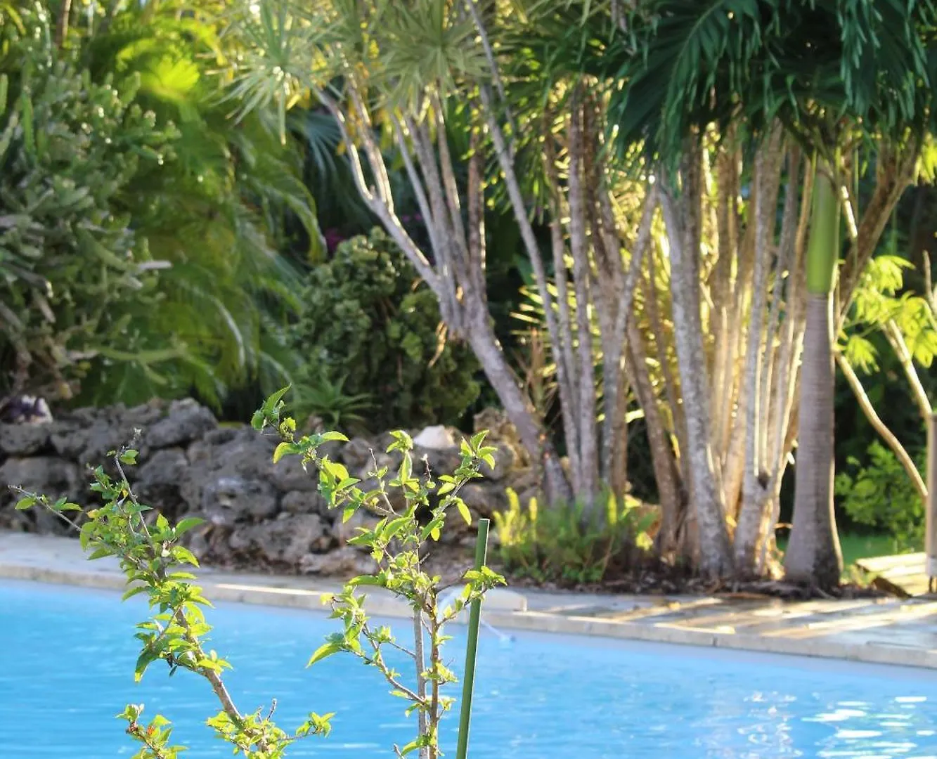 Les Jardins De Lakoule - Villa Orchidee -100M De La Plage サン・フランソワ 別荘